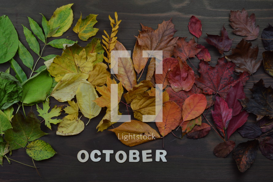 colorful autumn leaves in color gradient on brown wood with the word OCTOBER in wooden pieces