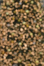 golden and green hexagon Christmas tree bokeh