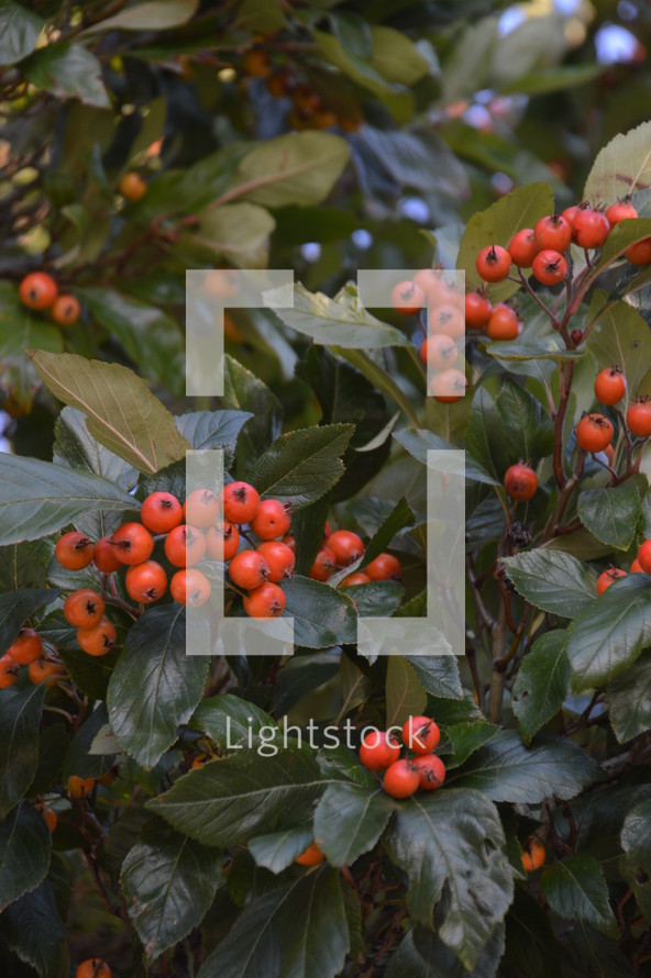 red berries on a bush 