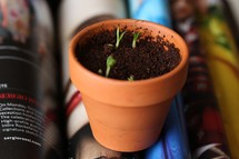 sprouting plants in a pot 