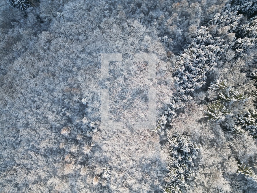 Aerial view of winter trees