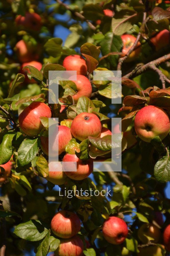bright red apples in a tree