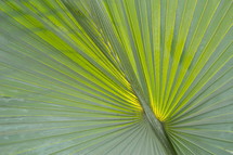 Palm branches or fronds