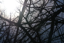 crisscrossing branches and a sunburst 
