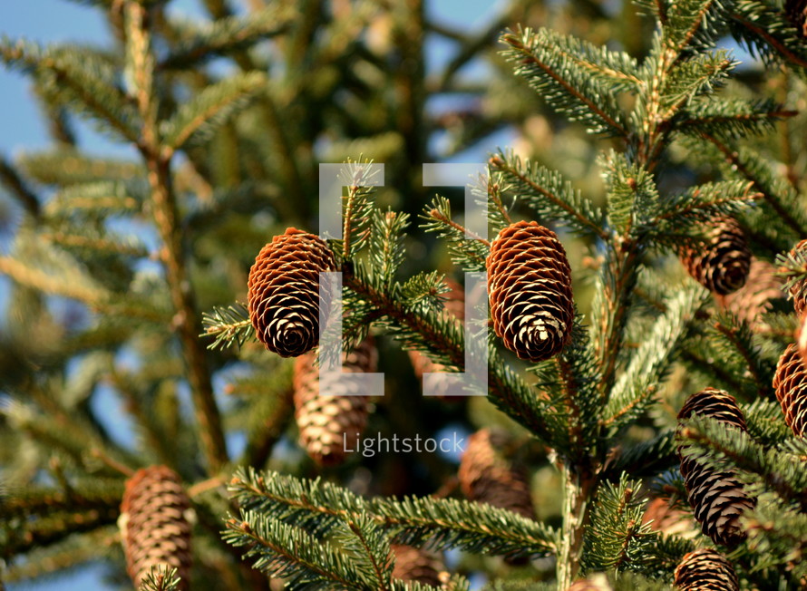 pine cones on a tree 