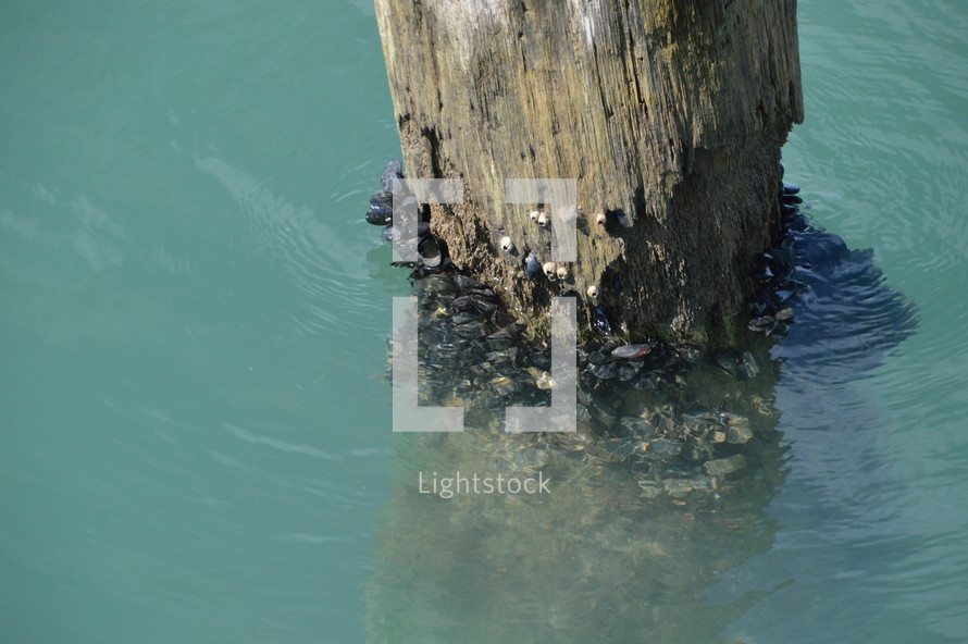 pier post in water 