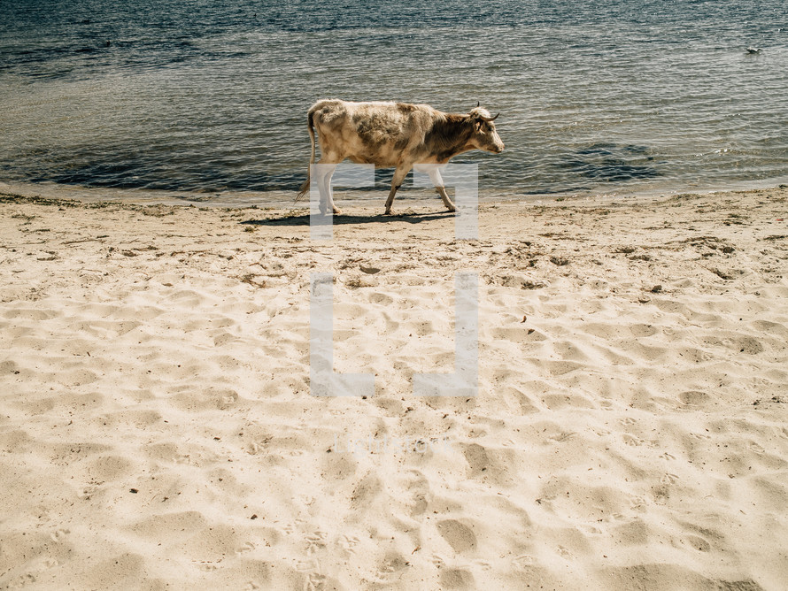 Cow walking on a beach 