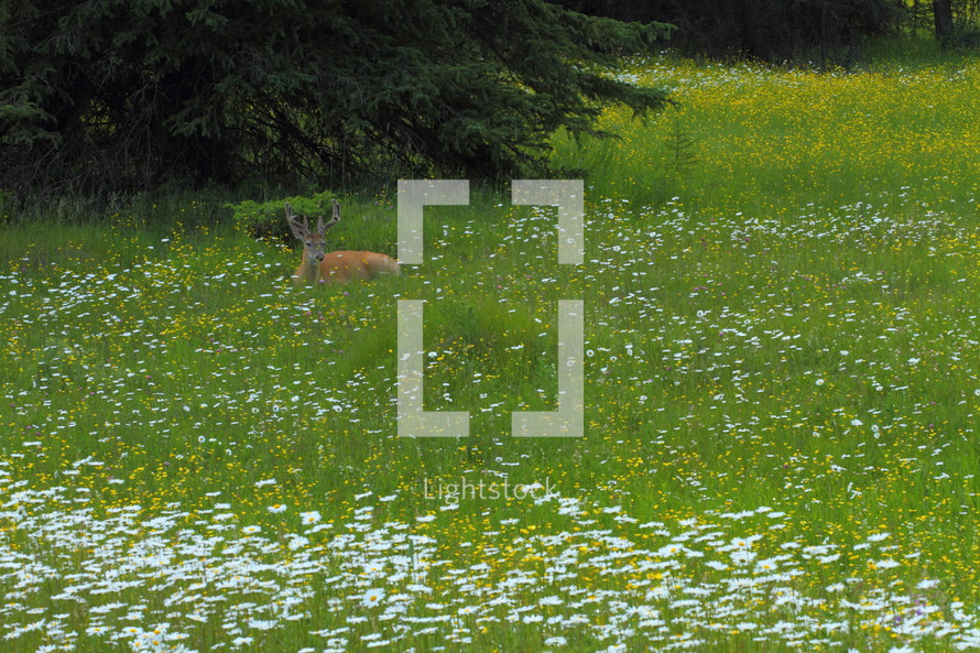 deer laing down in field of flowers