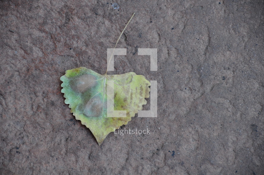 heart shaped leaf 