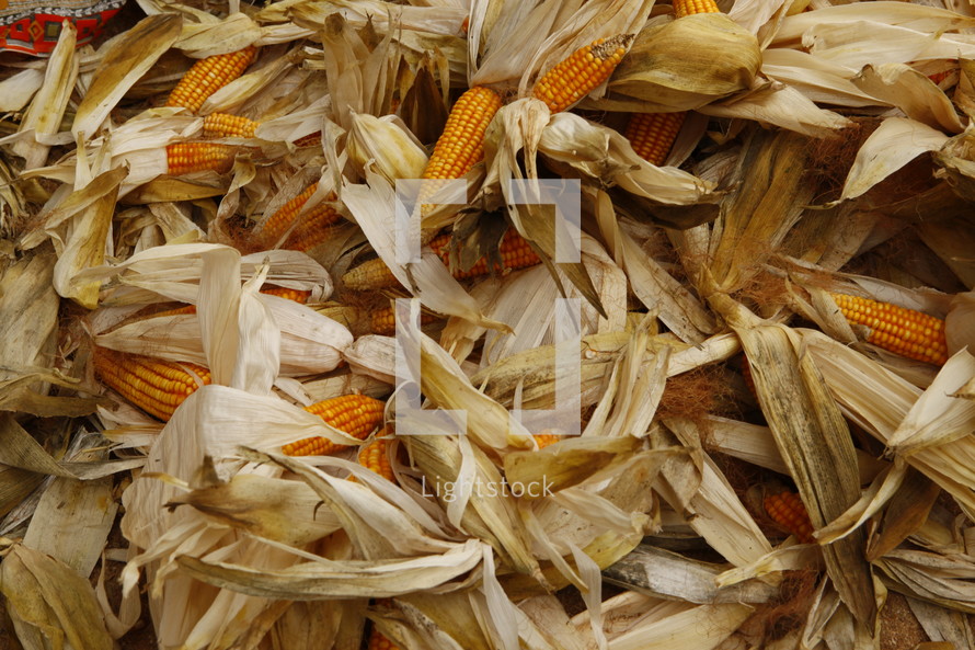 pile of corn husks