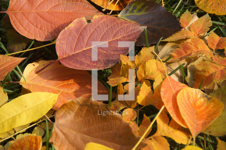 Fall leaves on the ground. Autumn, orange, season