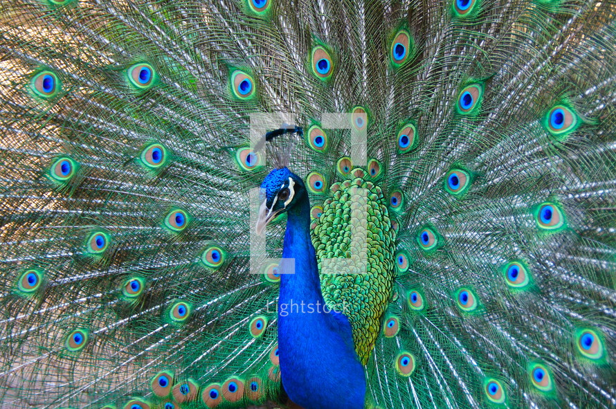 Peacock's shimmering display