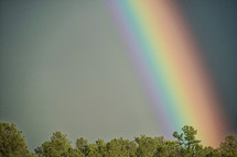 rainbow over trees 