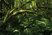 Moss-covered tree branches, leafy trees, and ferns in the rain forest.