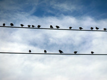 A flock of Birds congregating together on telephone wires forming a congregation fellowshipping together as a community that gather together for a common purpose. 