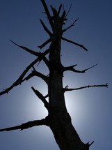A dead pine tree and dead branches that once bore fruit standing in the sunlight until it withers away showing signs of drought and climate conditions causing plants, trees and vegetation to wither away due to extreme heat and drought conditions. 