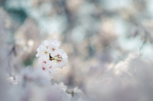 Cherry blossoms are Japan's most famous flower. They're not only a sign of Spring, but the represent hope and new life as they blossom each year. 
