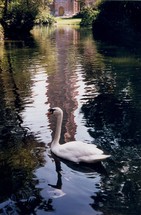 A graceful Swan swimming in a reflecting pond glides through the waters effortlessly in peaceful surroundings. 