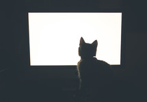 Silhouette of a cat sitting in a window.