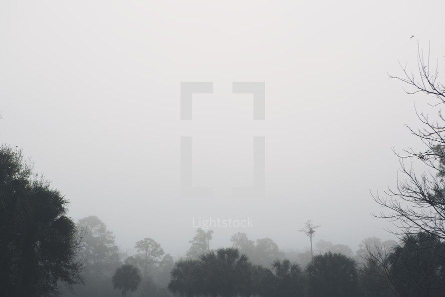 fog over tree tops
