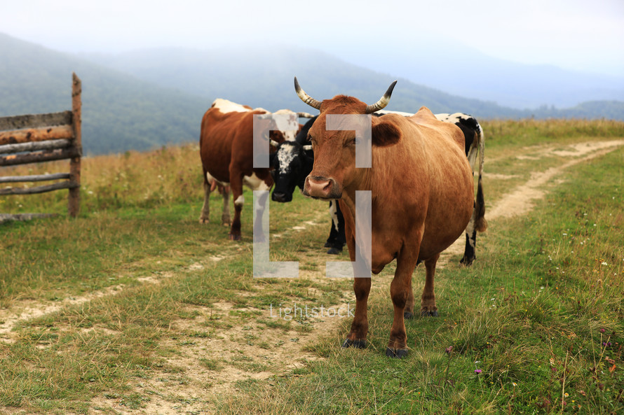 autumn cloudy landscape with herd cows grazing on fresh green mountain pastures on background. Cattle grazing in the field. red cow is looking in camera. calendar for 2021. year of the bull.