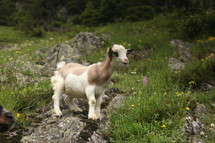 Goat on a hillside rock.