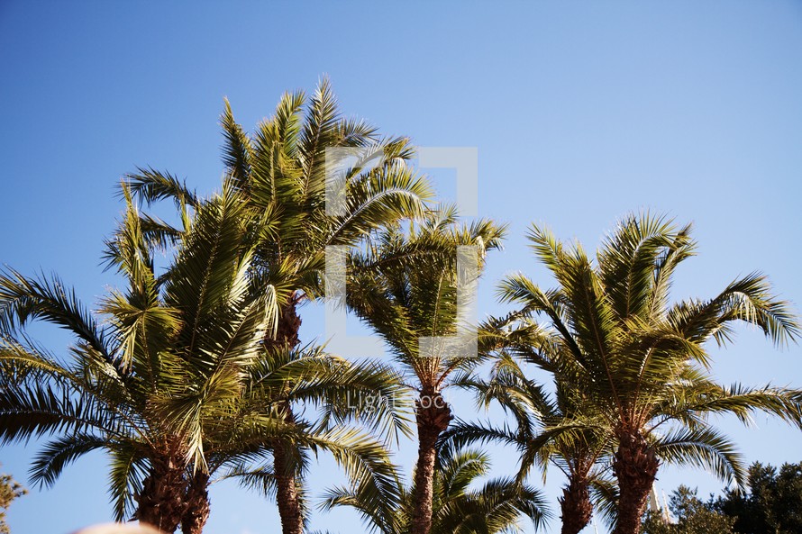 tops of palm trees