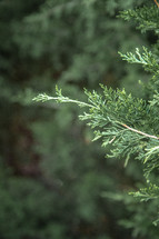 juniper bush 