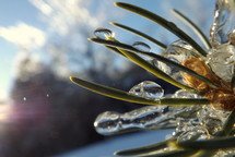 Ice on frozen pine needels.