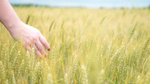 hand touching wheat 