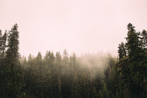 fog at the top of trees in a forest 