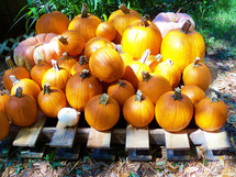 Fall pumpkins on the farm