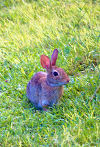 A close-up image of a Cotton Tailed Rabbit looking into the camera surrounded by a field of green grass on a sunny spring day. 
