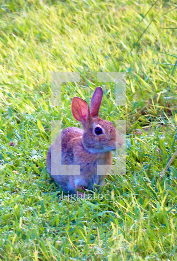 A close-up image of a Cotton Tailed Rabbit looking into the camera surrounded by a field of green grass on a sunny spring day. 