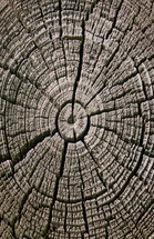 tree rings on an old stump 