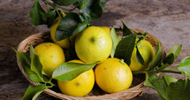 Bergamot yellow fruit from Calabria Italy