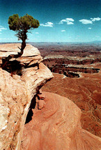 Lone pinyon tree on edge of canyon trail.