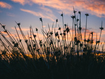 Sunset through reeds