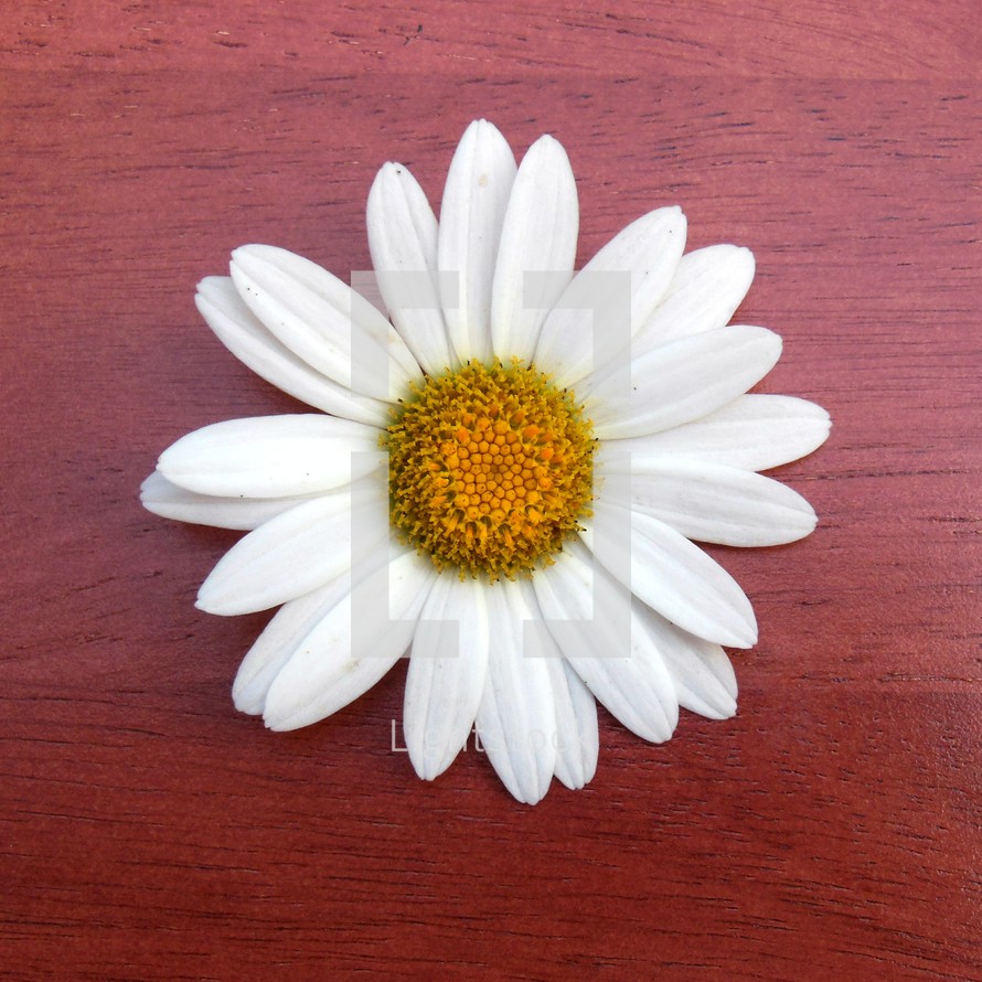 daisy 