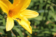 bee on a yellow lily