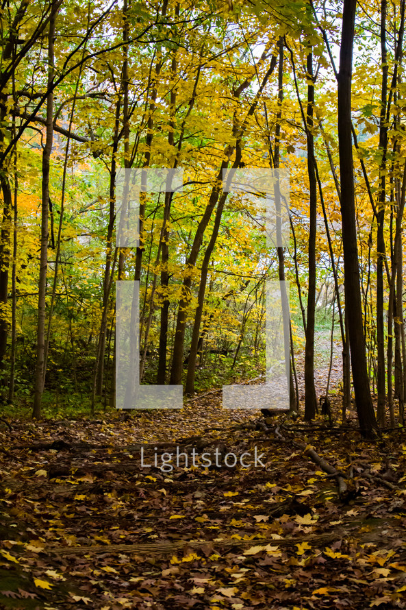 a trail through a forest and fall leaves 