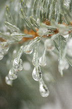 ice on pine needles 
