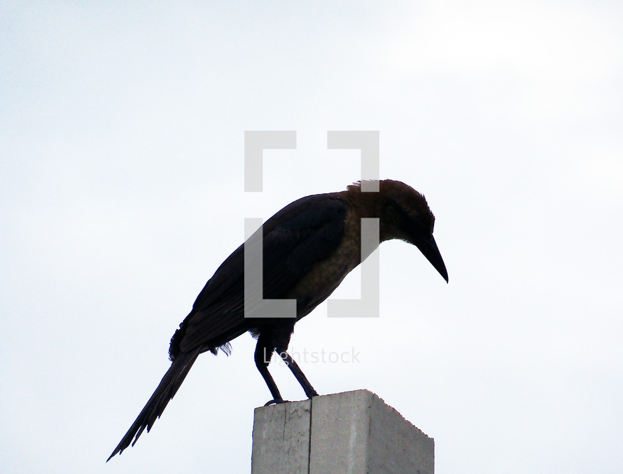A detailed silhouette of a Grackle bird sitting on a wooden post against a white background. 