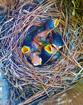 baby birds in a nest 