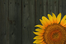 yellow sunflower and wood fence 