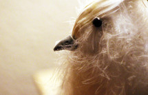 bird head and feathers 