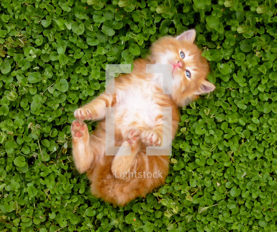 tiny orange kitten outdoors