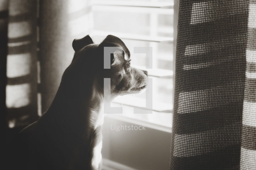 dog looking out a window 