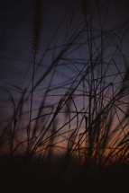 silhouettes of grasses at sunset 