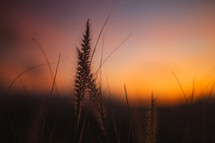 fuzzy tops of grasses against an orange and red sky 